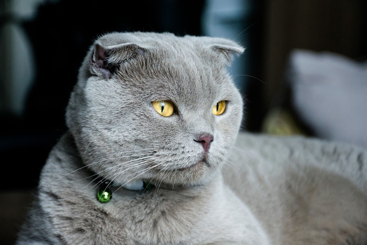 Scottish Fold Soğuğa Dayanıklı Mıdır?
