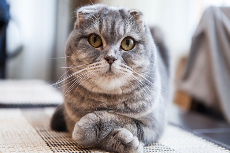 Scottish Fold Tüy Döker Mi?
