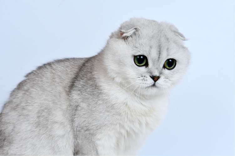Scottish Kedi Fiyatı 2023 Ne Kadar?