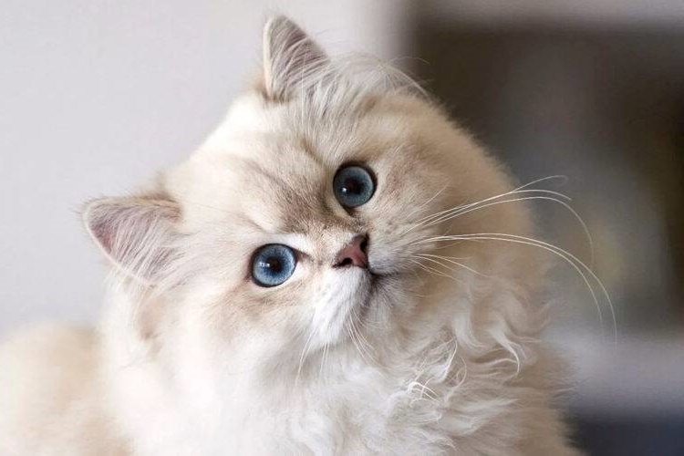 Scottish Longhair Tüy Döker Mi?
