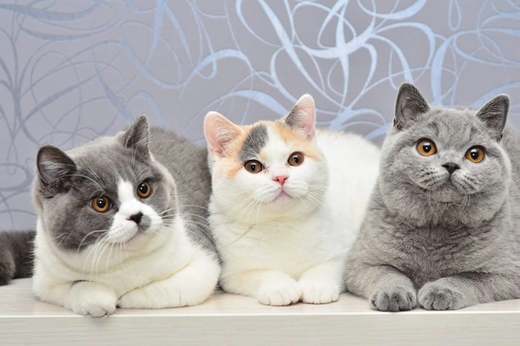 Scottish Straight Kedi Fiyatı 2023 Ne Kadar?