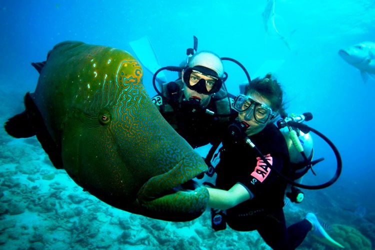 Scuba Kumaş İle Dalgıç Kumaş Arasındaki Fark Nedir?