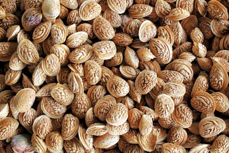 Şeftali Çekirdeği Zehirli Mi?