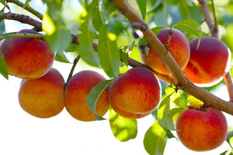 Şeftali İshale İyi Gelir Mi?