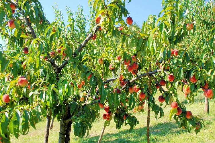 Şeftali Tohumu Nasıl Ekilir?