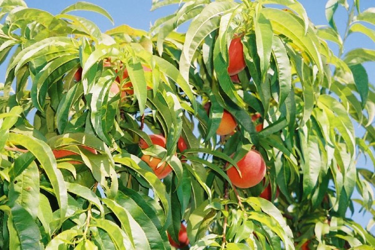 Şeftalide Gluten Var Mı?