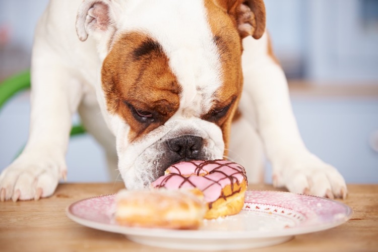 Şeker Köpeklere Zararlı Mı?