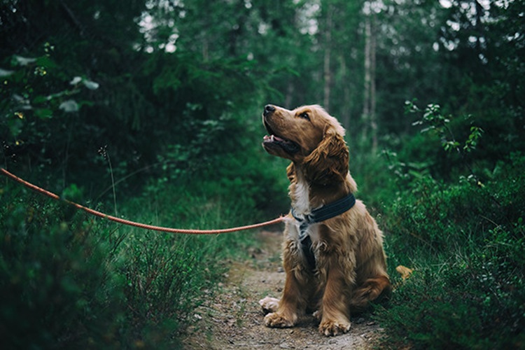 Semizotu Köpeklere Zararlı Mı?