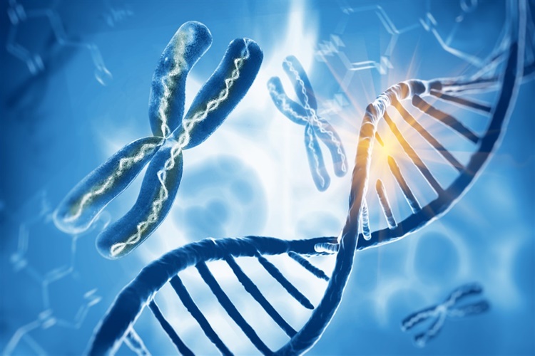 Sentrozom Ayrılması Hangi Evrede? - Güncel Oku