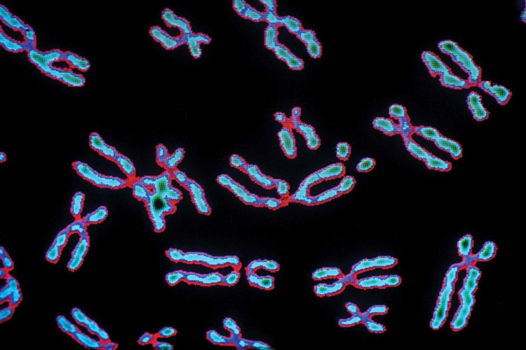 Sentrozom Bakteride Bulunur mu? - Güncel Oku