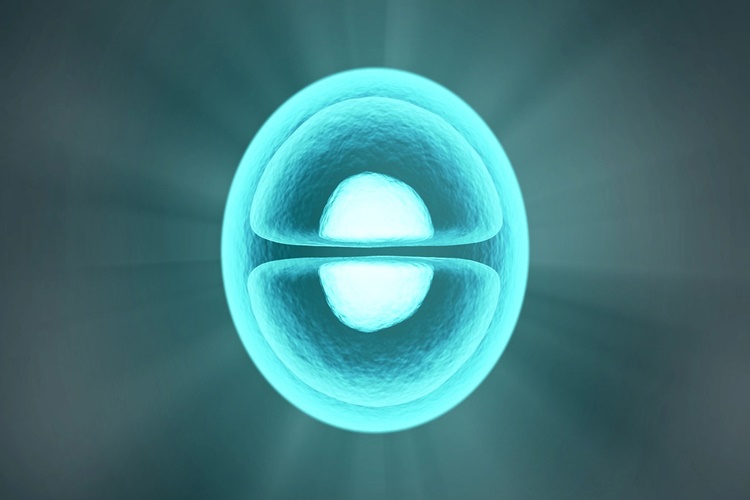 Sentrozom Bitkilerde Bulunur Mu? - Güncel Oku