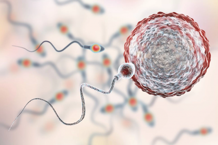Sentrozom Nedir Ve Görevi Nedir? - Güncel Oku