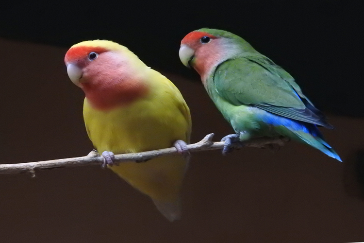 Sevda Papağanı Nasıl Eğitilir?