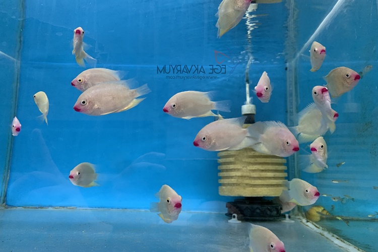 Severum Ciklet Hangi Balıklarla Yaşar?