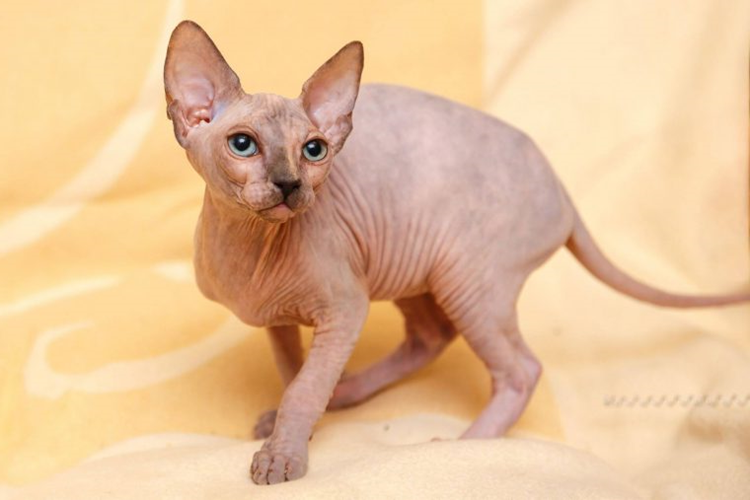 Sfenks Kedi Fiyatı 2023 Ne Kadar?