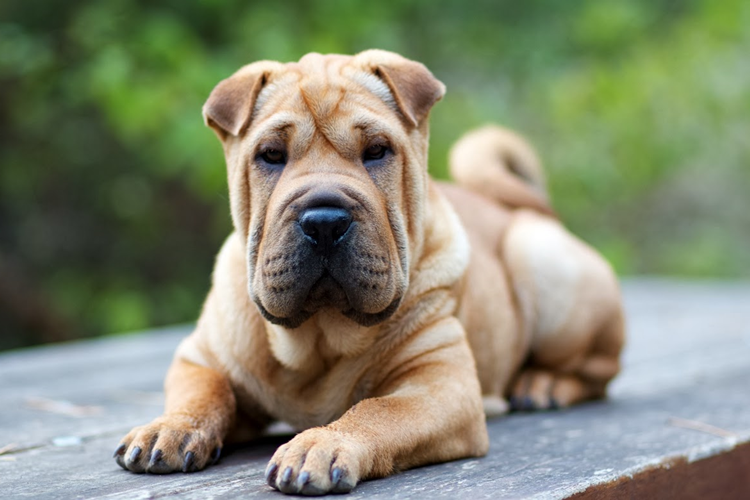 Shar Pei Köpek Fiyatı 2023 Ne Kadar?