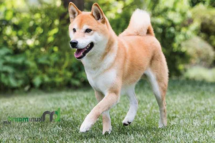 Shiba İnu Tüy Döker Mi?