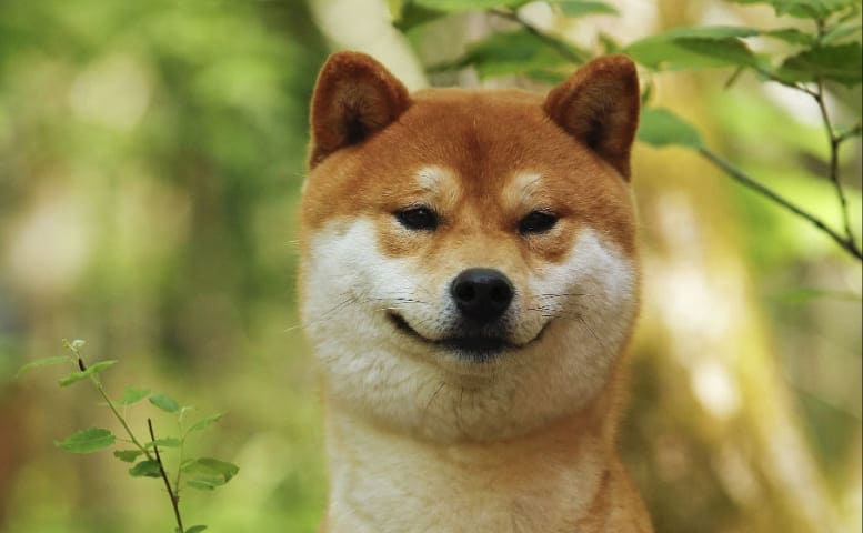 Shiba Köpek Fiyatı 2023 Ne Kadar?