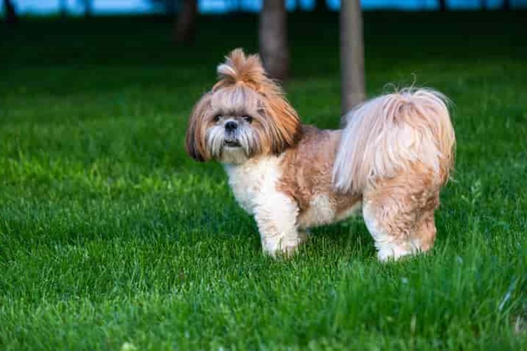 Shih Tzu Tüy Döker Mi?