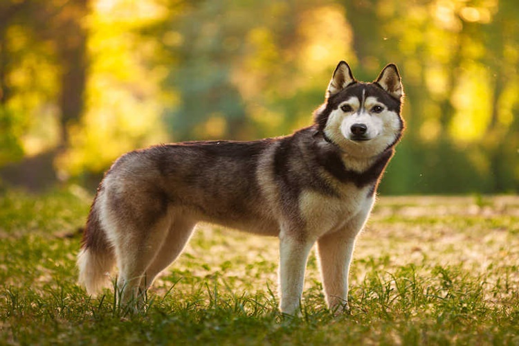 Sibirya Kurdu Tüy Döker Mi?