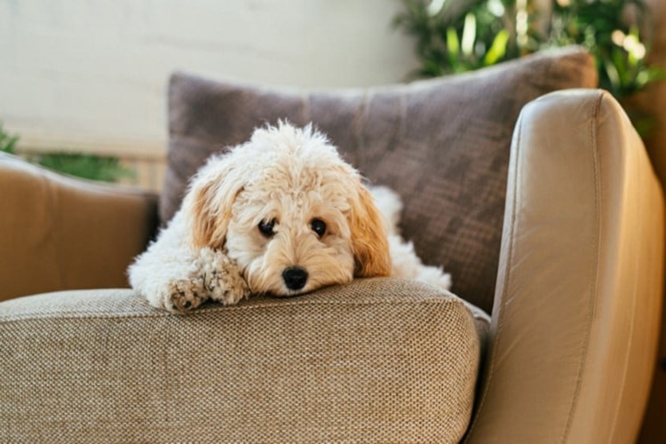 Sigara Köpeklere Zararlı Mı?