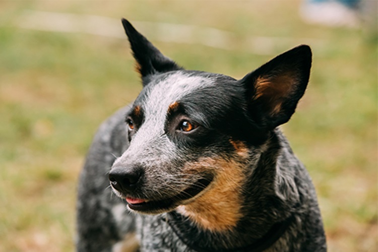 Sığır Çoban Köpeği Hastalıkları Nelerdir?