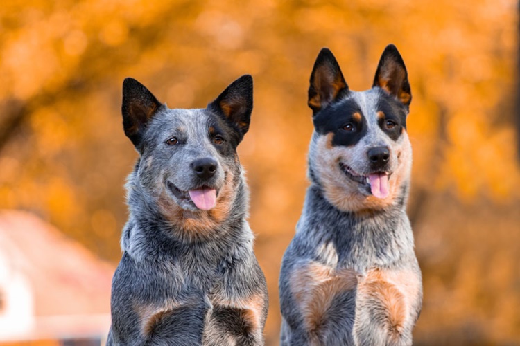 Sığır Çoban Köpeği Irkları Hakkında Merak Edilenler