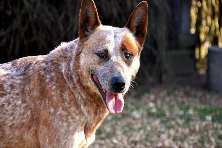 Sığır Çoban Köpeği Irkları Nelerdir?