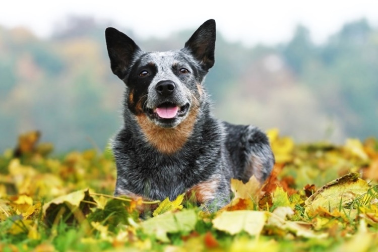 Sığır Çoban Köpeği İsimleri Nelerdir?