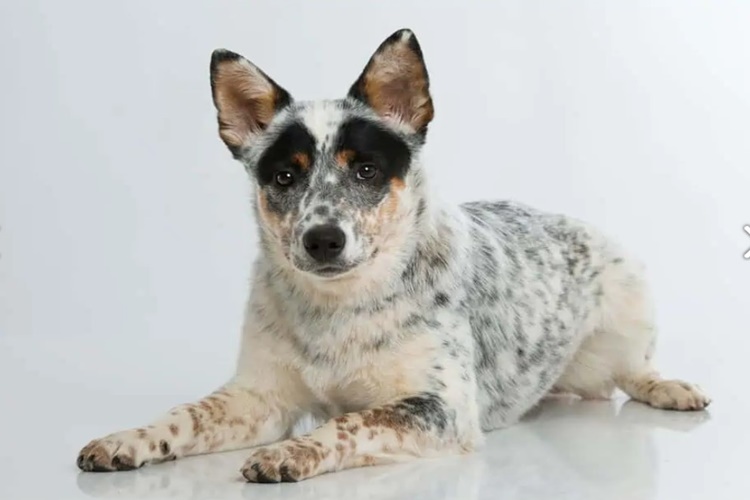 Sığır Çoban Köpeği Nasıl Anlaşılır?