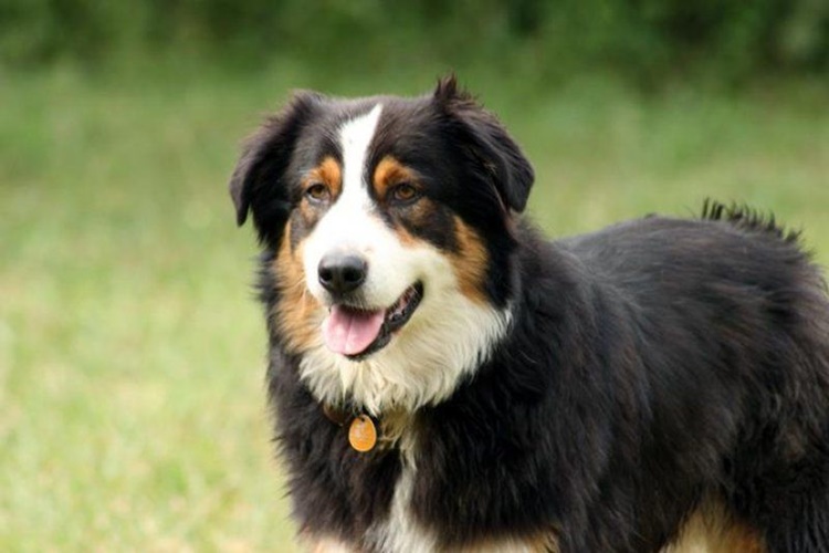 Sığır Çoban Köpeği Nasıl Beslenir?
