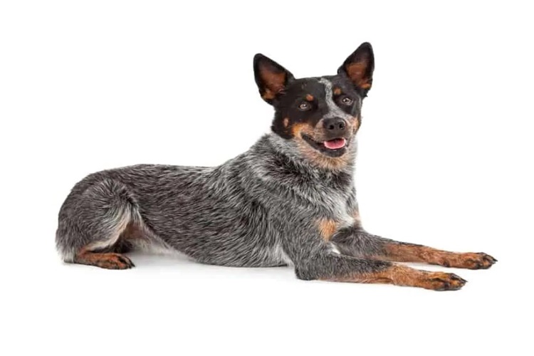 Sığır Çoban Köpeği Nerede Yetişir?