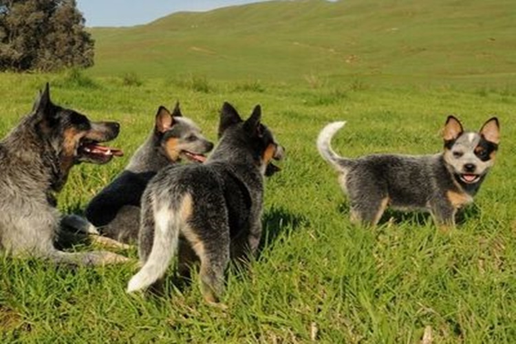 Sığır Çoban Köpeği Özellikleri Nelerdir?