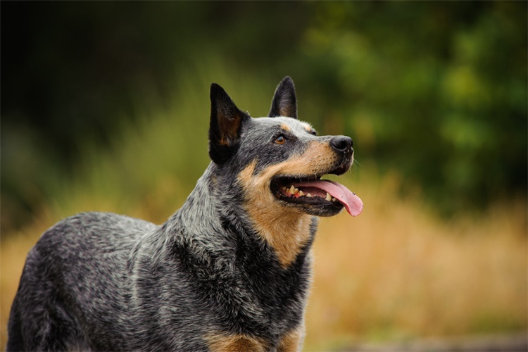 Sığır Çoban Köpeği Zararlı mı?