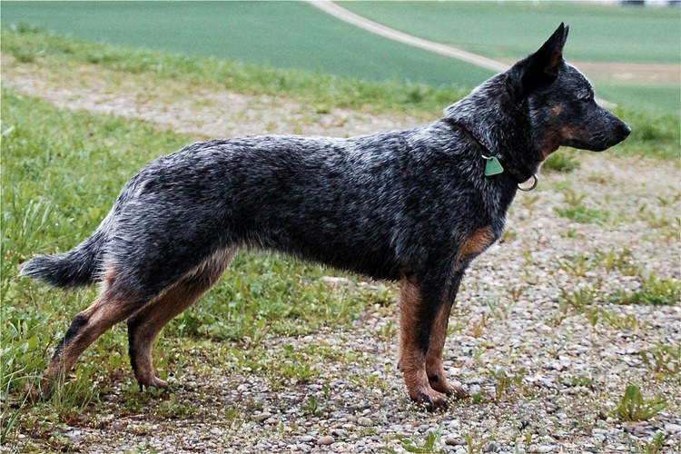 Sığır Çoban Köpeğinin Bakımı Nasıldır?