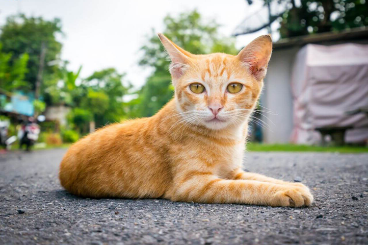 Şımarık Kedi Nasıl Eğitilir?