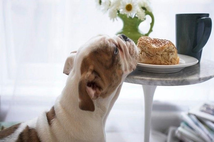 Simit Köpeklere Zararlı Mı?