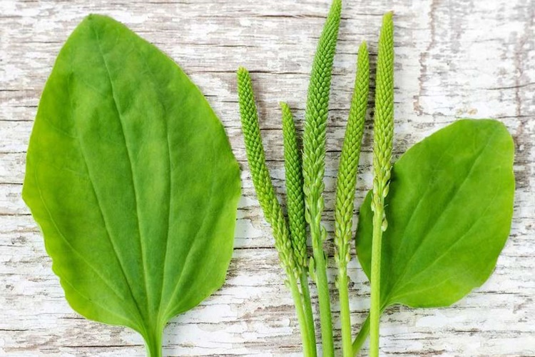 Sinir Otu Nasıl Tüketilir?