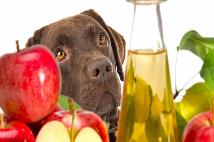Sirke Köpeklere Zararlı Mı?