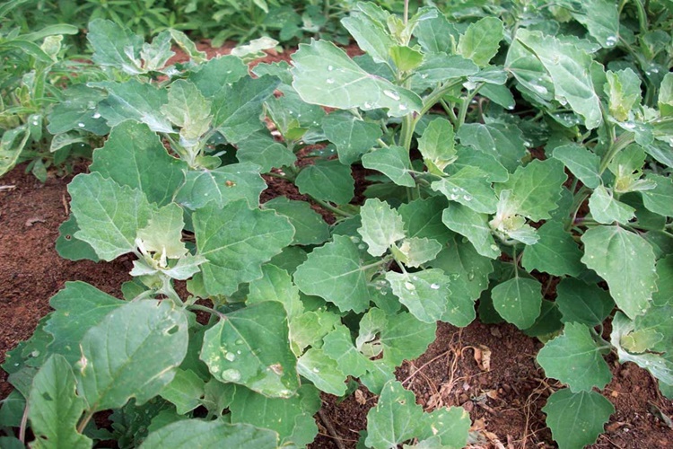 Sirken Otu Çeşitleri Nelerdir?