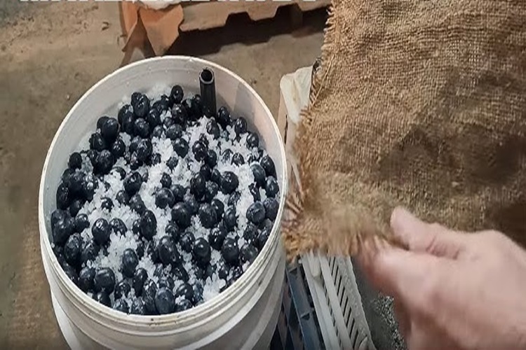 Siyah Zeytin Derin Dondurucuda Nasıl Saklanır?