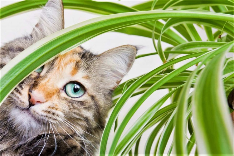  Siyah Zeytin Kedilere Zararlı Mı?