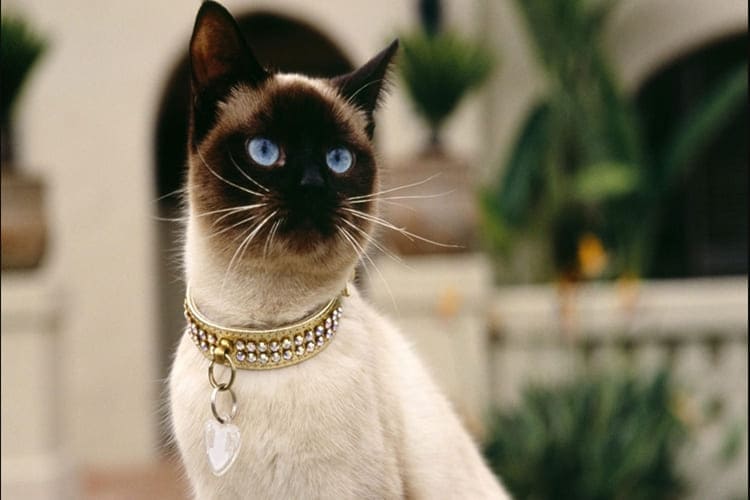 Siyam Kedi Fiyatı 2023 Ne Kadar?