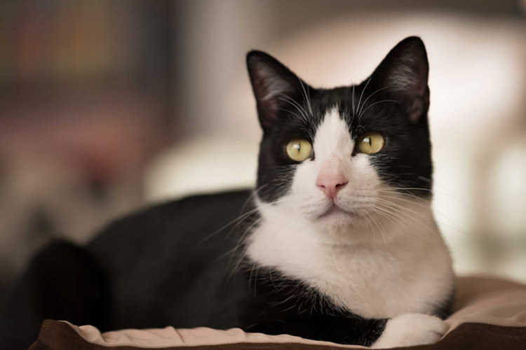 Smokin Kedi Fiyatı 2023 Ne Kadar?