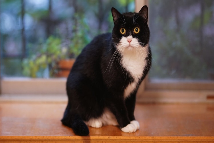 Smokin Kedi Tüy Döker Mi?