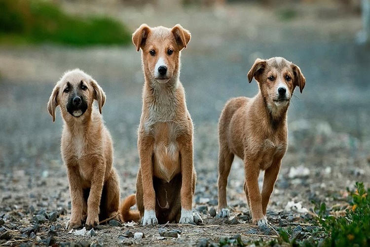Sokak Köpekleri Kedi Yer Mi?