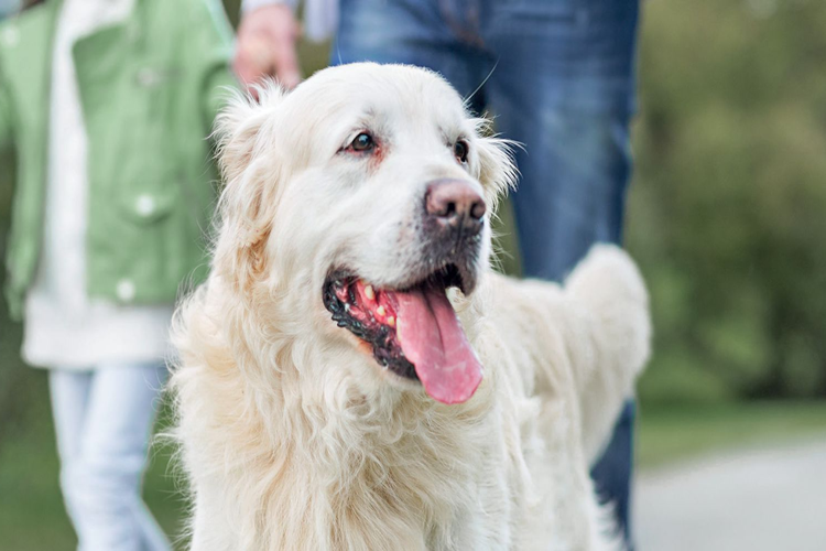 Sokak Köpekleri Neden Gece Havlar?