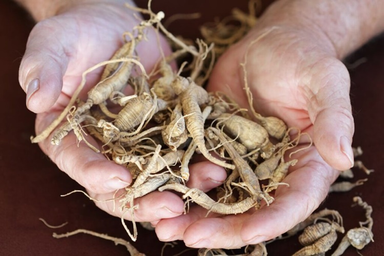 Solgarkorean Ginseng Özellikleri Nelerdir?