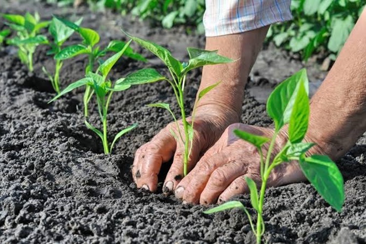 Solucan Gübresi Nasıl Kullanılır?