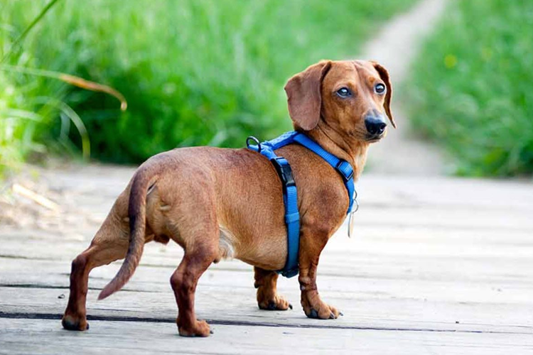 Sosis Köpek Fiyatı 2023 Ne Kadar?